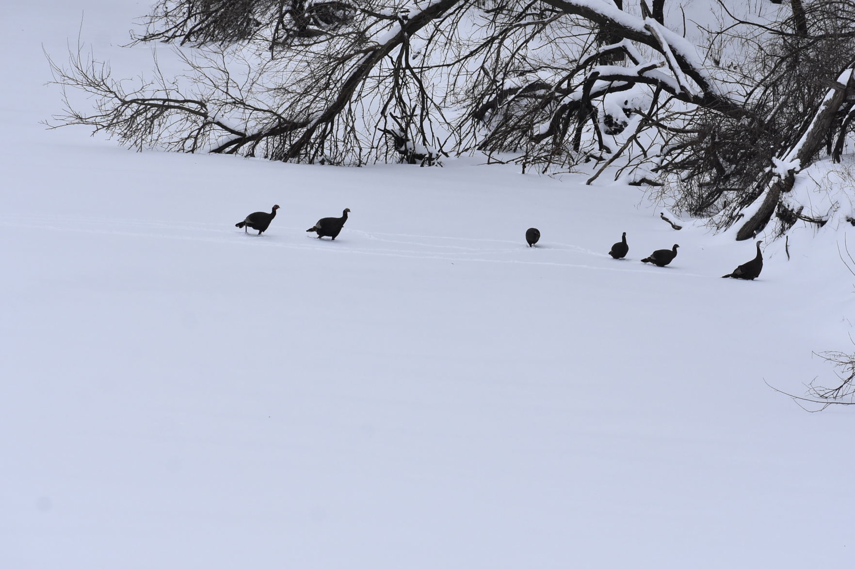 021219tn-winter1